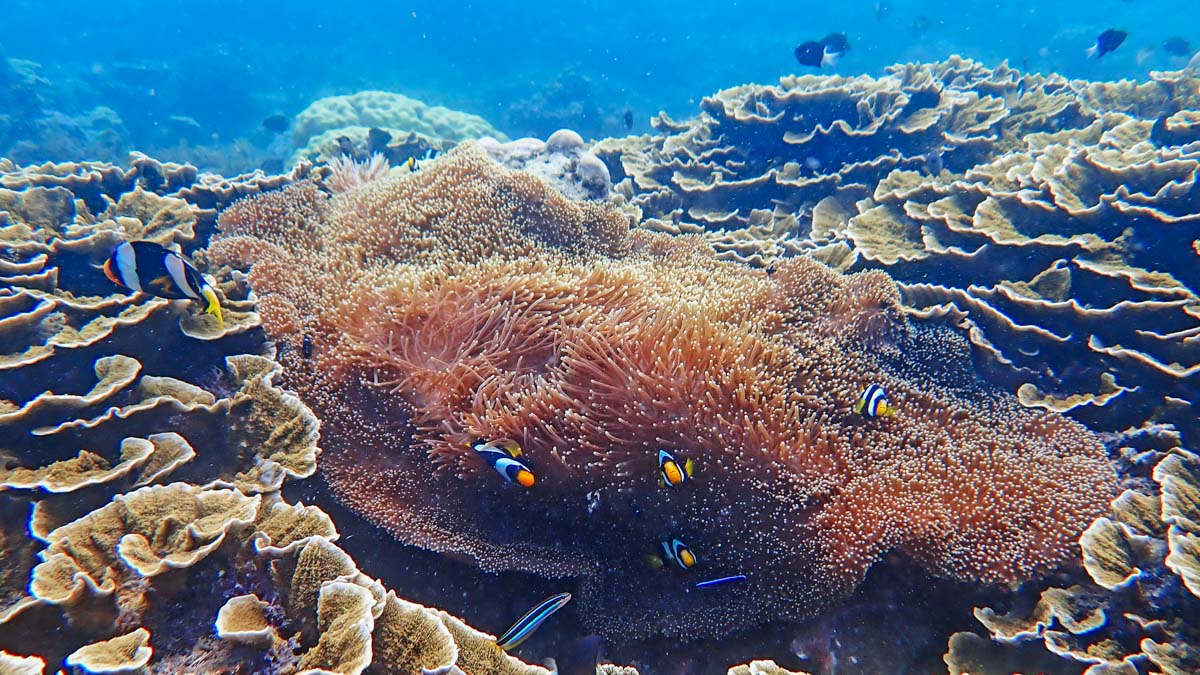 CORAL SEA NEWS – JULY 2026